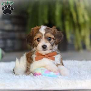 Braxton, Cavachon Puppy
